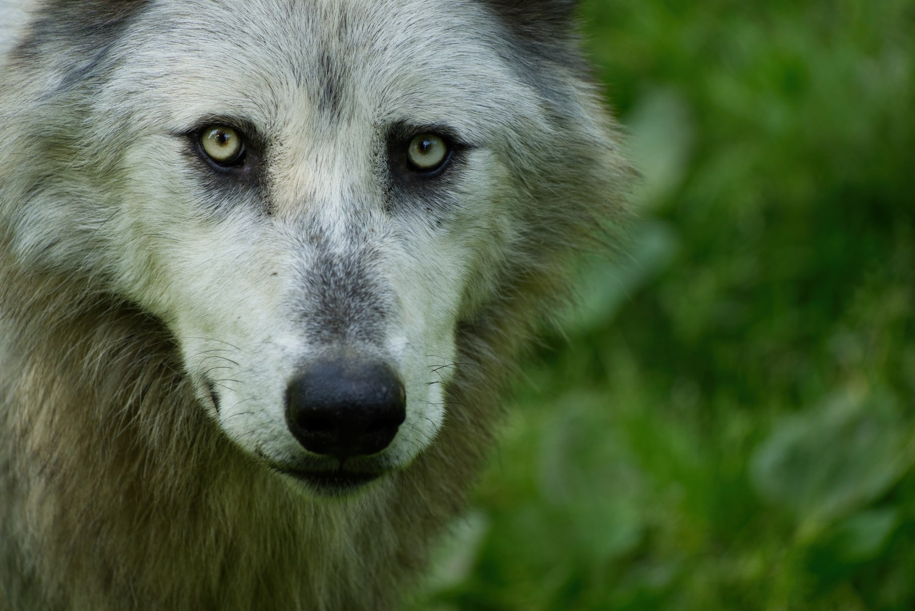 Wolf 0615